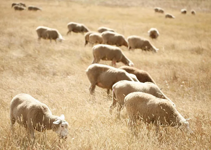 Hotéis de praia em Cercal do Alentejo